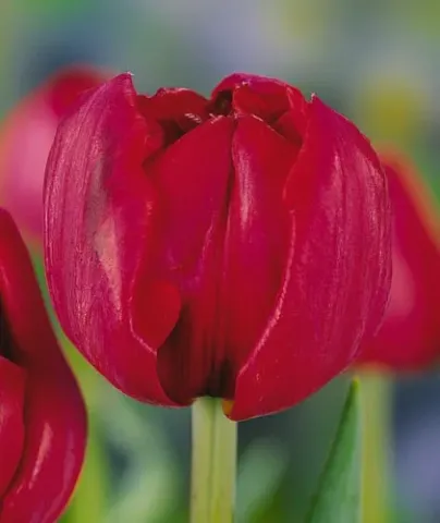 Red tulips on a blurred background - Saint Tropez