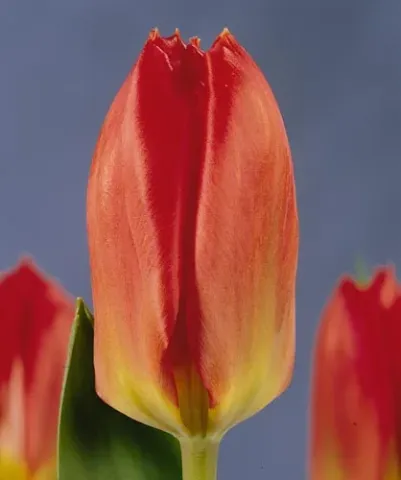Red-orange tulip variety Soroptimist against a background