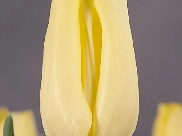 Viola Holt