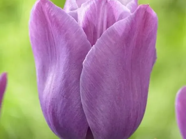 Violet Beauty