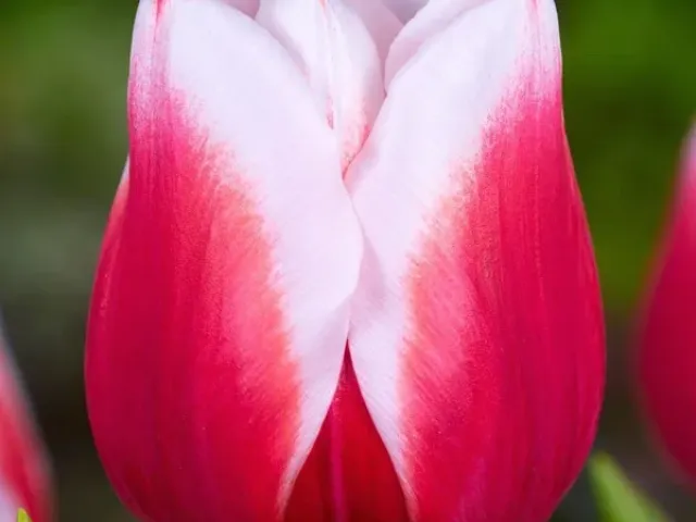 Wonderful