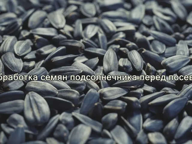 AGROGUMAT+7 (brands BASEVYI, BOR, ZINC+BOR, DESTRUCTOR)
