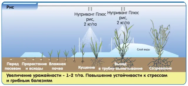Fertilizer Nutrivant Plus Rice for rice