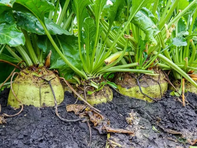 KALIUM GLYCYRATE FOR SUGAR BEET