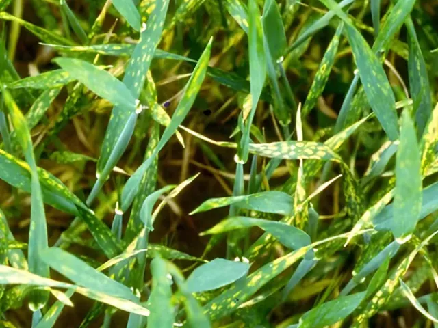 Cropajem, r, mineral complex fertilizer