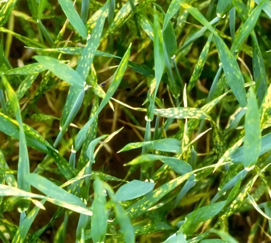 Cereal crop field requiring the application of Kropazhem fertilizer