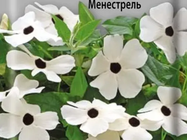 MENESTREL