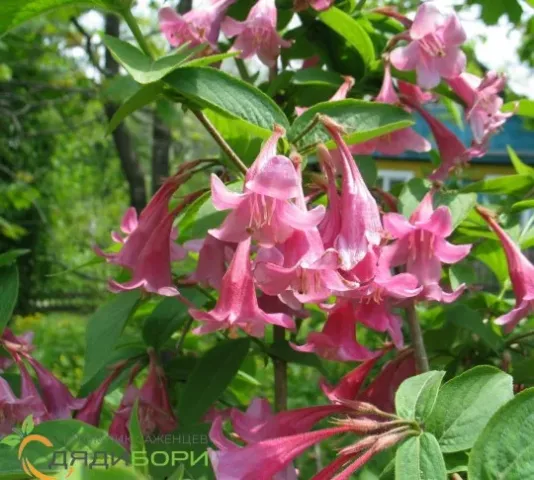 Pink weigela bell flowers against green foliage