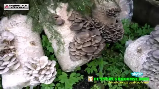 Oyster mushrooms on wooden blocks with green substrate - P 77