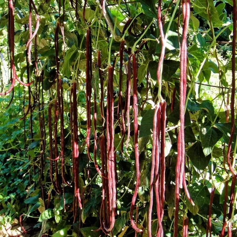 Red seed pods of Spirea beans plant against green foliage - SPIRAEA BEANS
