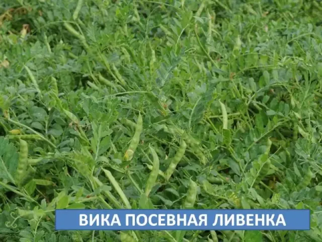 ВИКА ПОСЕВНАЯ ЛИВЕНКА на фоні зелених рослин