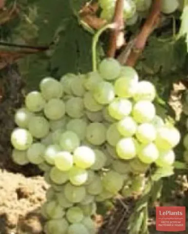 Ripe AG-Raisin Harvest grapes on vine