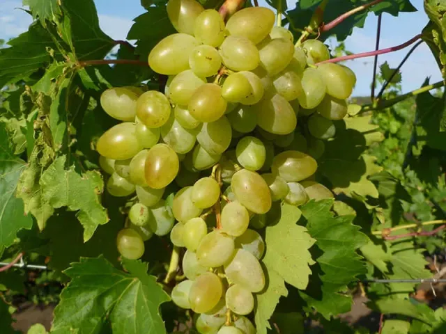 Аркадия