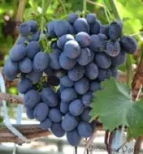 Ripe grapes on vine - Berlandier x Riparia Cobert 5 BB
