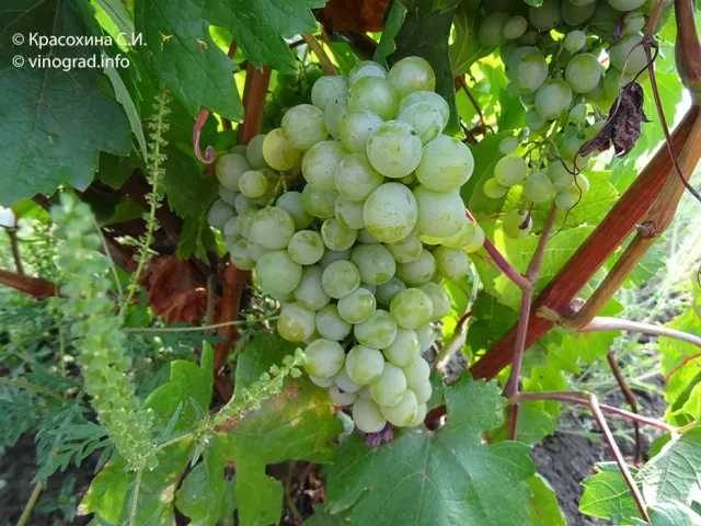 Ripe grapes on vine - KOK KHABAH