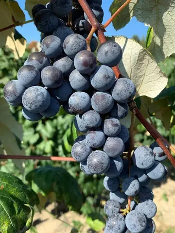 Ripe bunches of dark Concord grapes on the vine