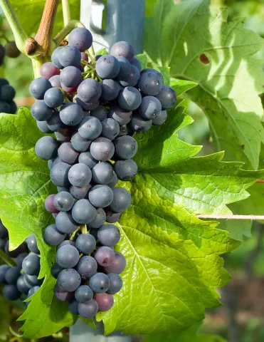 Ripening bunches of KRIMCHANIN grape on the vine