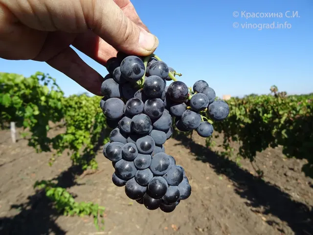 LEVKUMSKIY grape variety on vine in vineyard