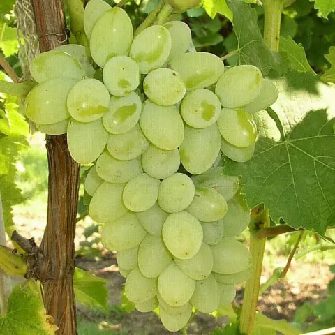 Ripe Moscova Resistant grape cluster on vine - MOSCOW RESISTANT
