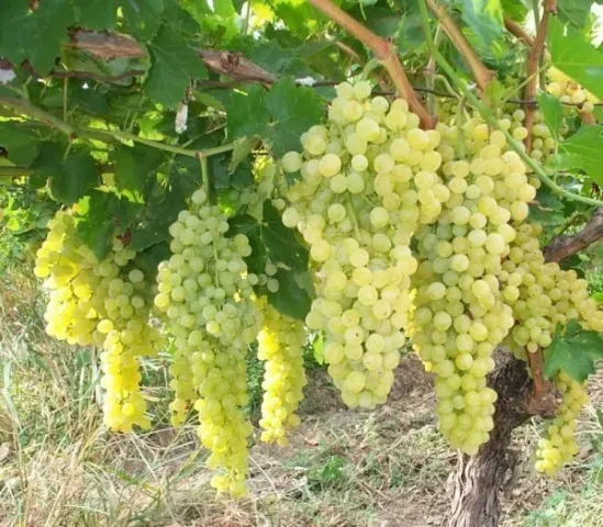 Ripening bunches of white grapes on the vine - SHASLA MUSCAT