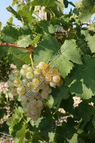 Ripe grapes of the Varvarovskiy variety on the vine