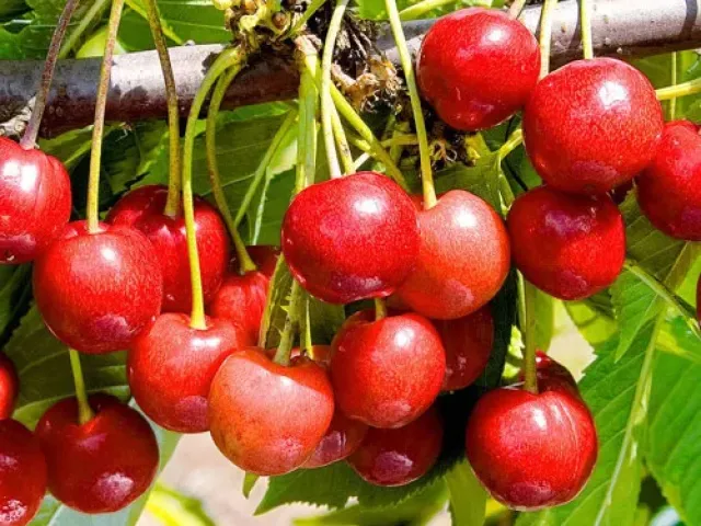 Брянская розовая