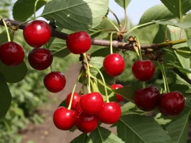 Dessert Morozovaya