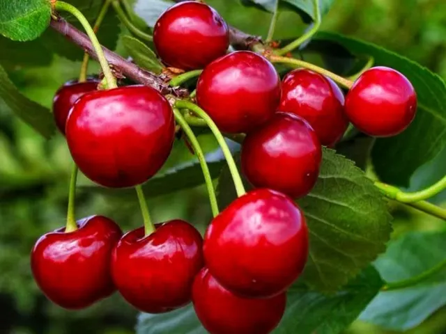 Serviceberry