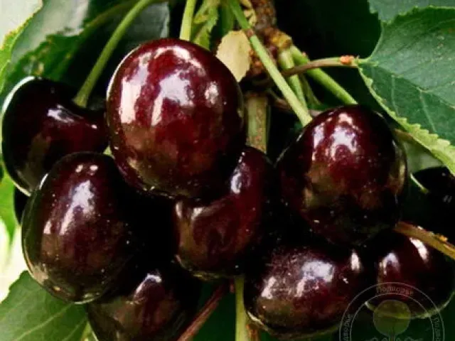 Орловская ФЕЯ