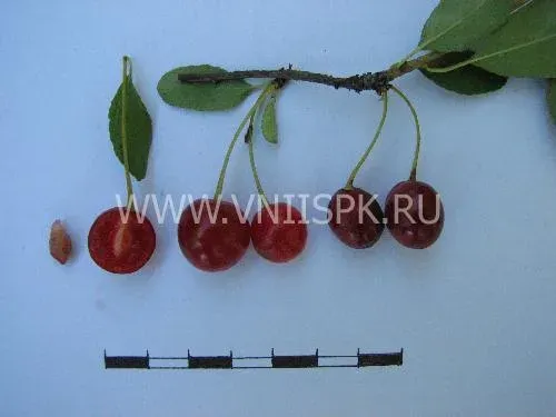 Вишня на ветке с листьями и линейкой для масштаба - Саламатовская