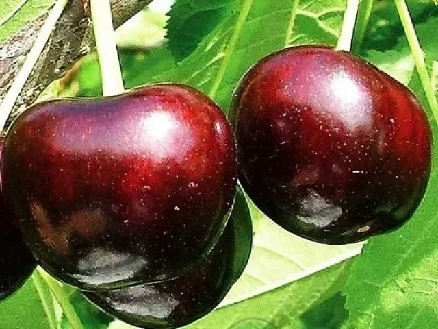 Саммит