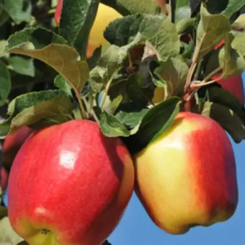 Red Ambrosia apples on a branch with leaves against a sky background