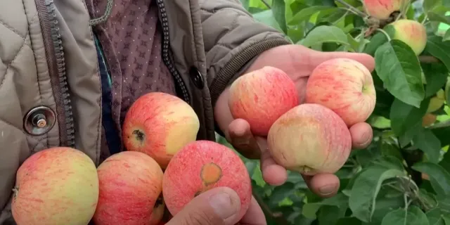 Свежие яблоки сорта Д-471 в руках на фоне сада