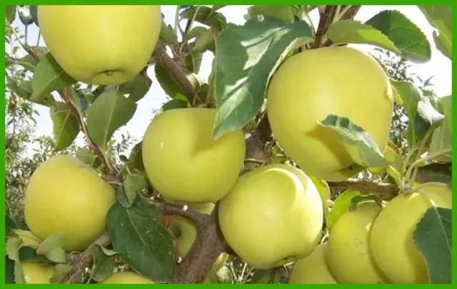 Green apples on apple tree branches - GOLDEN RAINDERS
