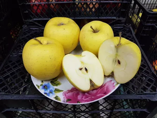GOLDEN ROUZHINA