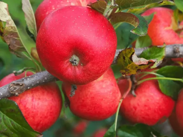 Red Cluster