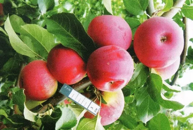 Red apples on a branch with green leaves - SHUKSHIN TRIBUTE
