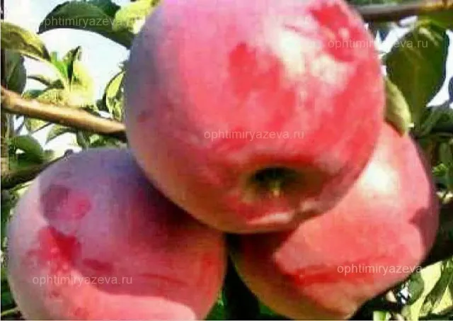 Red apples on a branch - BENEVOLENCE