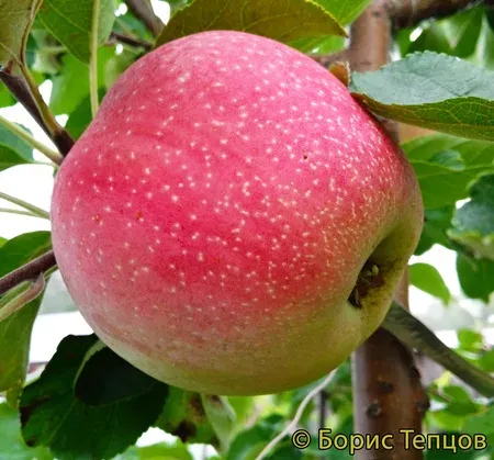 Red apple on a branch with leaves - SIBEL