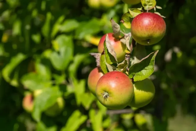 Ripe fruits of the Sochi giant apple tree variety on a branch