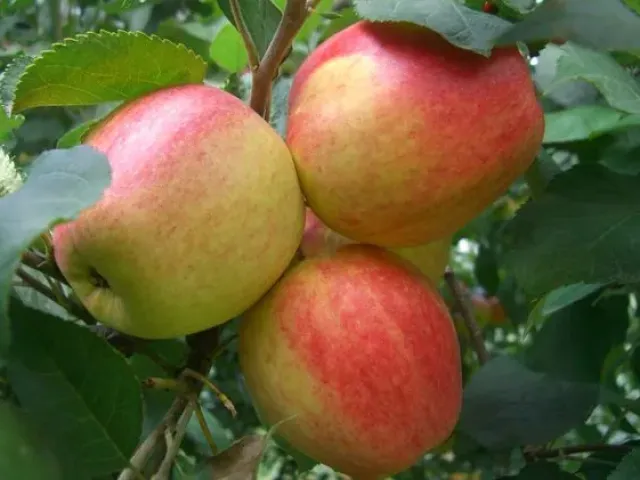 Udacha