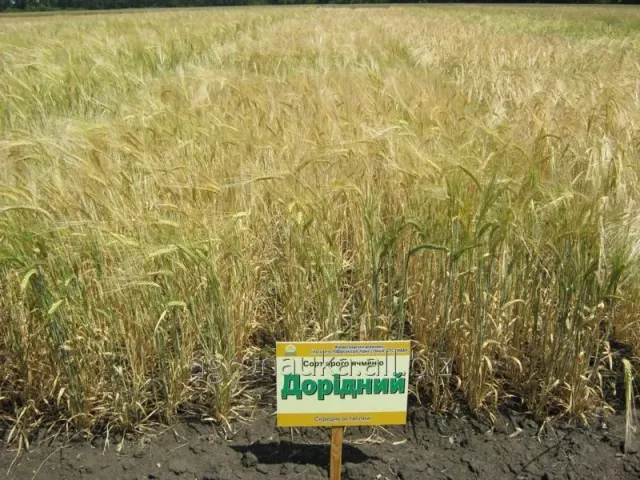 Доридний
