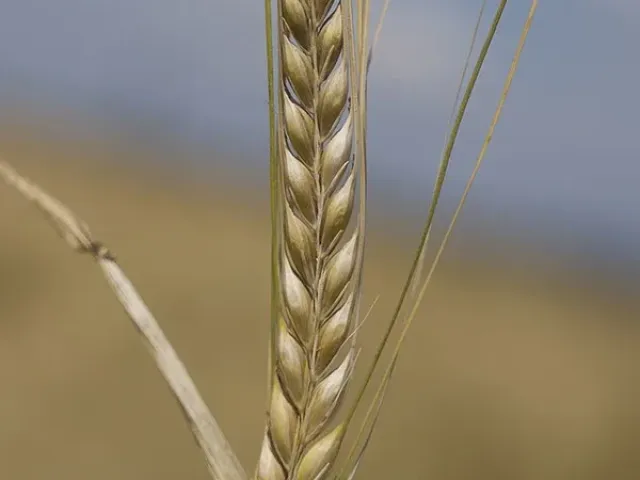 Ейфель