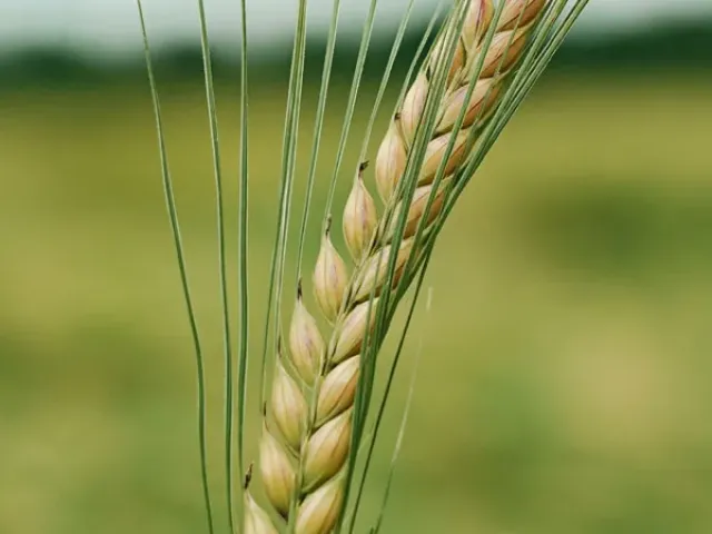 ФОРМУЛА 1