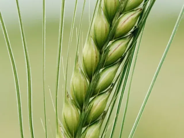Грейс