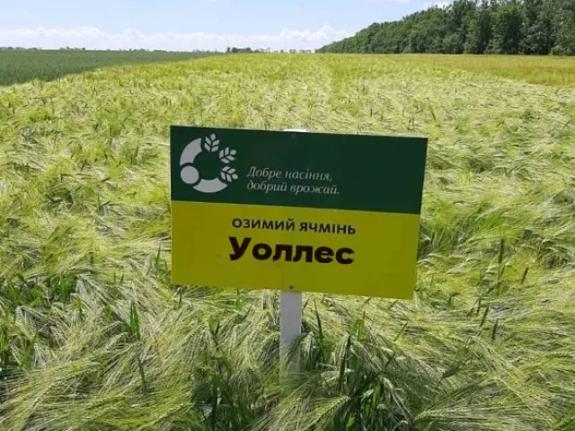 КВС Уоллес