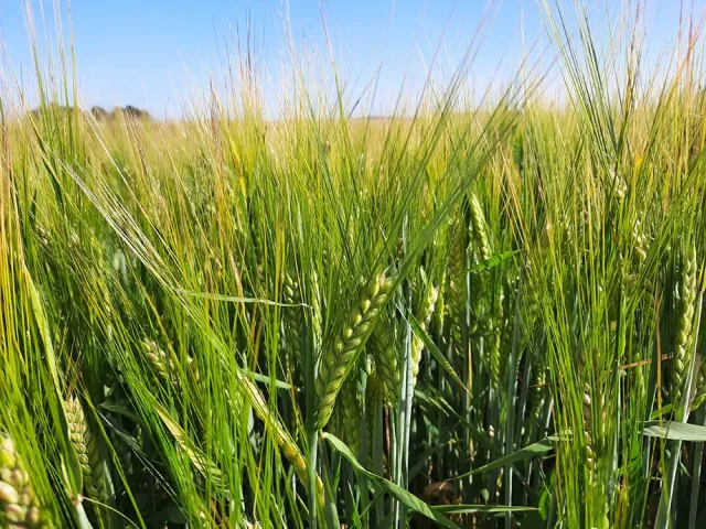 Barley field of the LG Nabucco variety during the ripening period