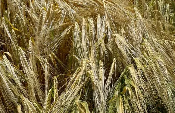 RAUSHAN barley field