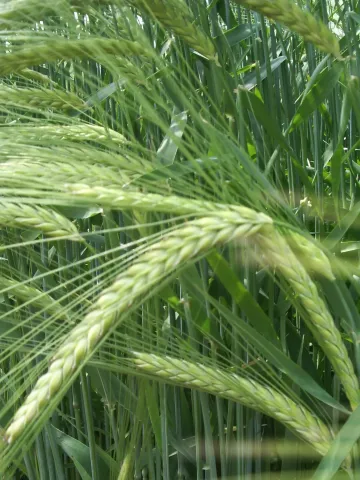 Barley stalks against a green grass background - RGT ASTEROID