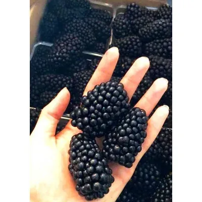 Рука тримає свіжі ягоди смородини на фоні контейнерів з продуктом - АГАТОВА